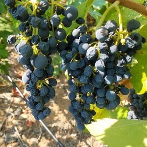 Meet your Posher, Clint